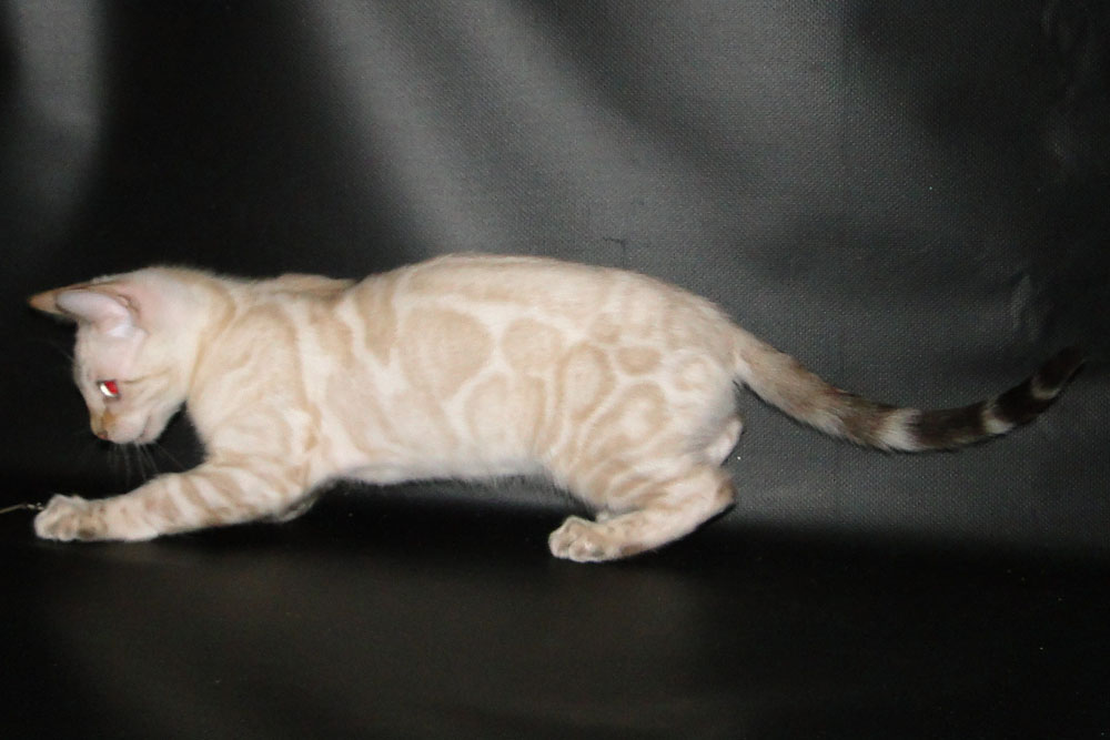 Бенгальский котенок