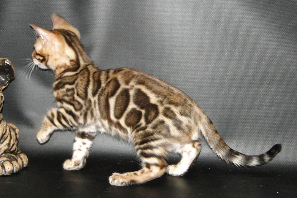 Бенгальский котенок