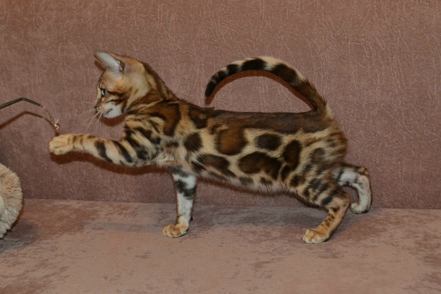 Бенгальский котенок