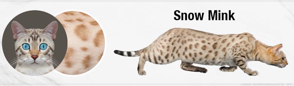 snow mink bengal cats color